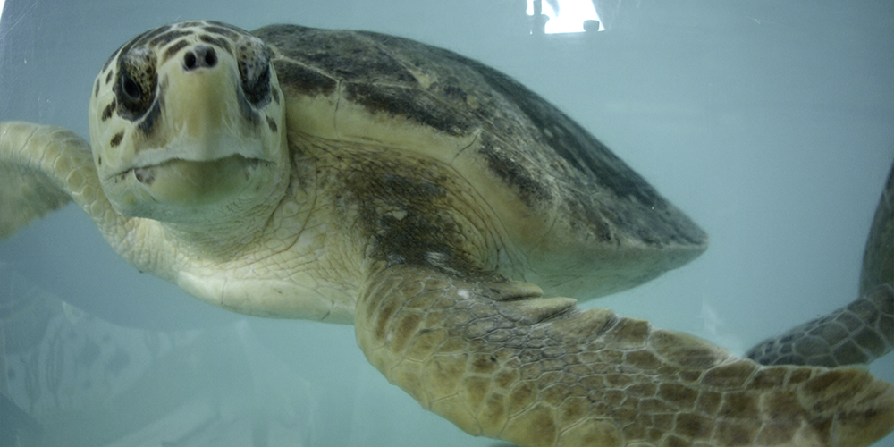 Swimming turtle