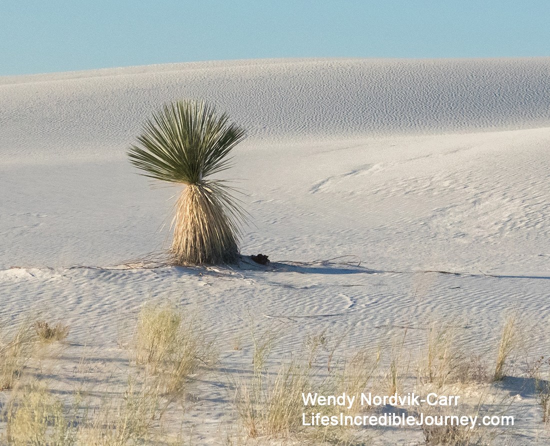 Discover-top-things-to-do-White-Sands-National-Monument-New-Mexico-47-19