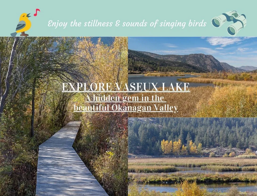 Birdwathcing in the Okanagan at Vaseux Lake