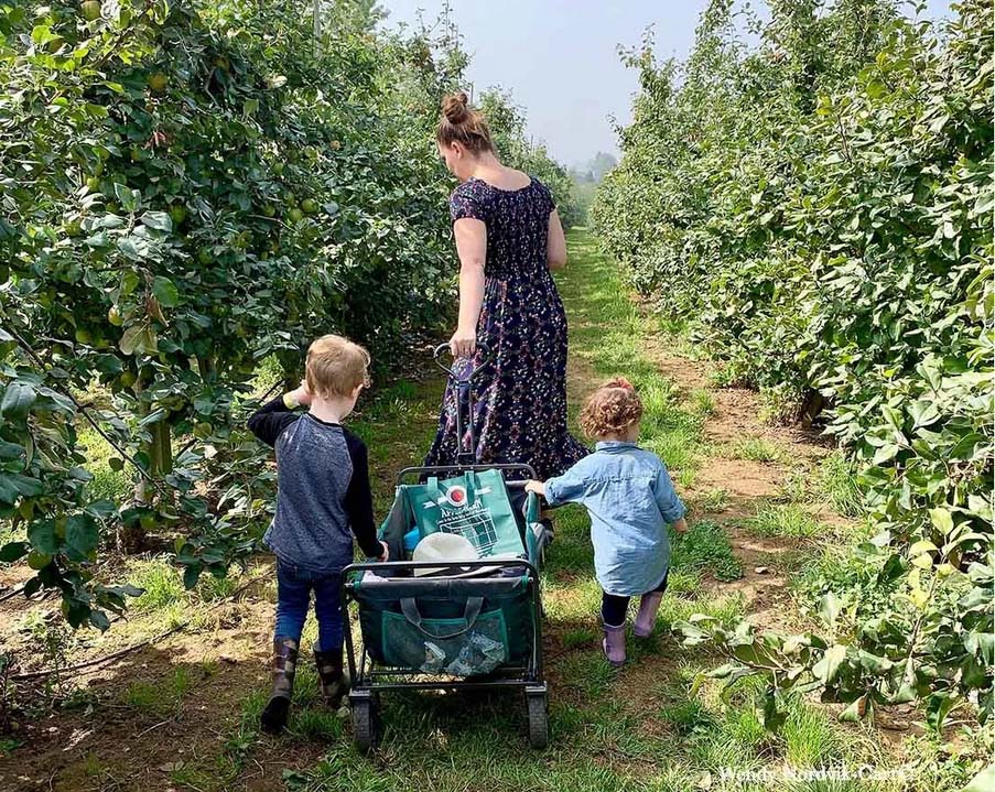 Family fun picking apples at Taves Family Farm in Abbotsford