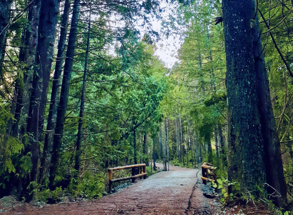 PRNPR-cropped Trail through trees CREDIT Parks Canada