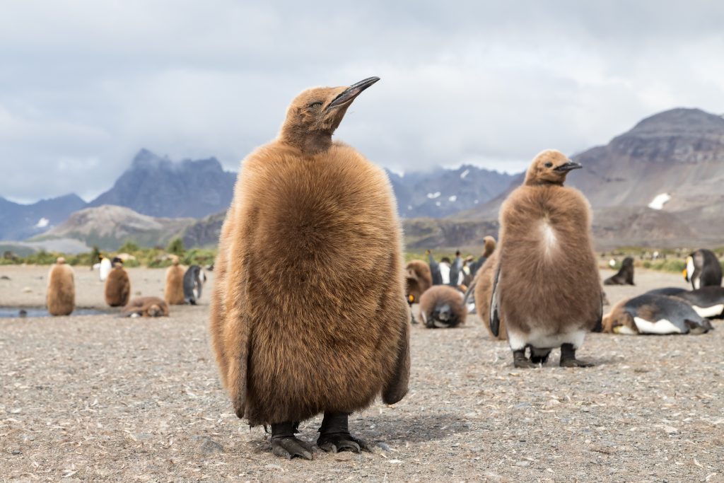 krause-nature-photo-king-chicks