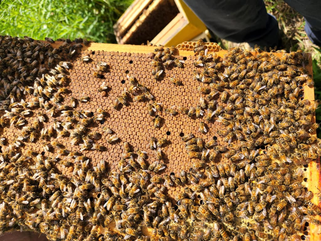 mangeons-local-upa-cinq-fourchettes-20-1024x768