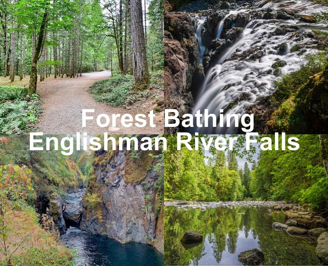 Forest bathing at Englishman River Falls