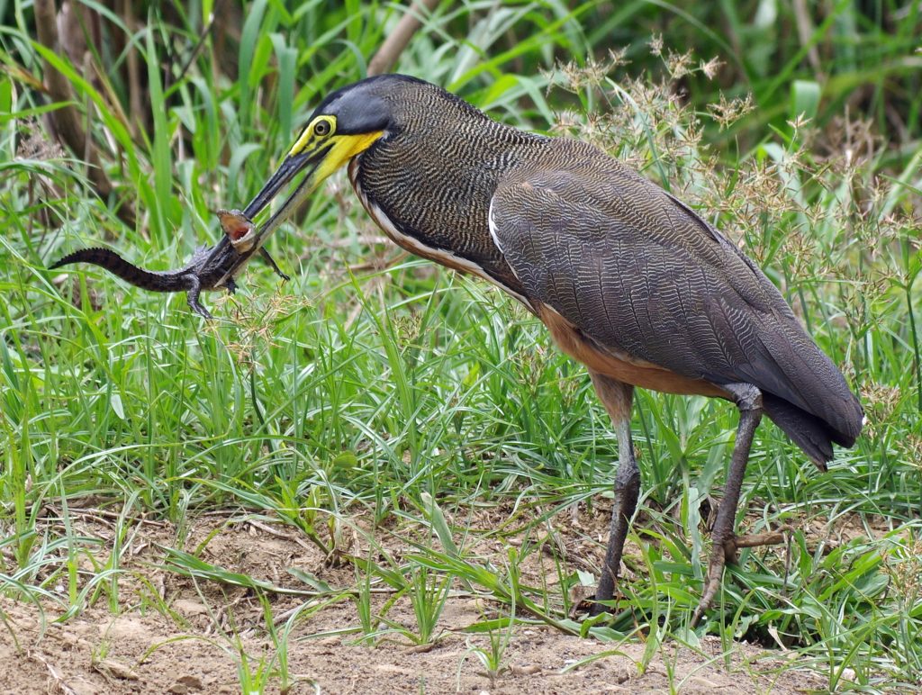 finn-best-nature-photo-tiger-heron-finds-his-mark