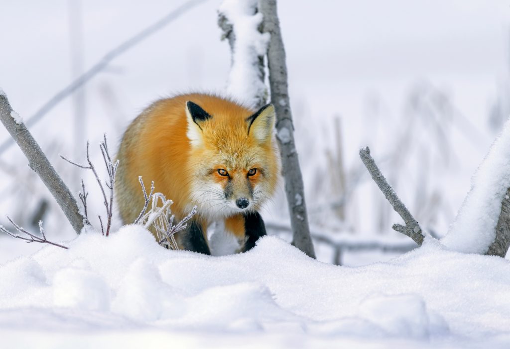 karpan-best-nature-photo-red-fox