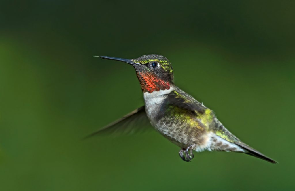 karpan-best-nature-photo-ruby-throated-hummingbird